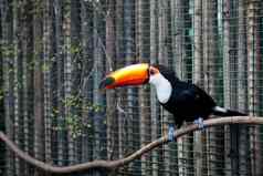 tucan