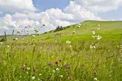 summer-meadow