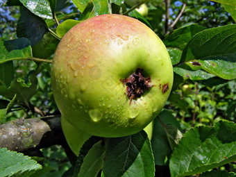 苹果分支aple树