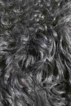 黑色的狗头发