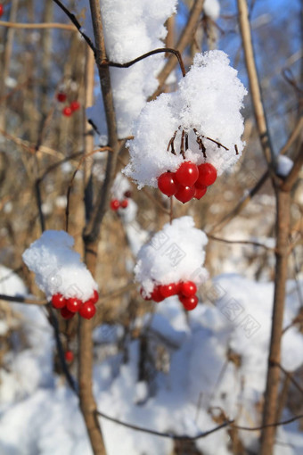 荚莲属的植物雪