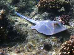 blue-spotted黄貂鱼礁