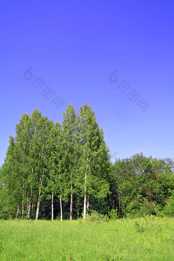 桦木杂树林夏天场