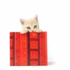 猫礼物盒子