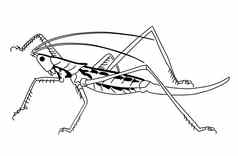 向量轮廓蚱蜢白色背景