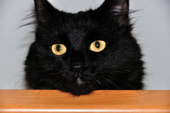 美丽的黑色的猫