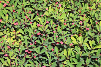 绿色布什粉红色的花变形背景背景