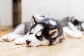 可爱的西伯利亚沙哑的小狗说谎温暖的地板上在室内