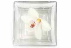兰花白色花广场水玻璃