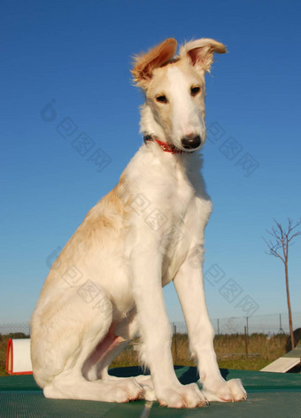 小狗borzoi