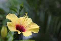 夏威夷黄色的芙蓉花