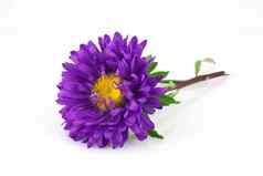 紫罗兰色的花