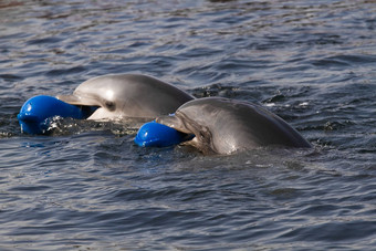 宽吻<strong>海豚海豚</strong>语Truncatus