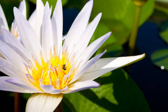 白色莲花布鲁姆完全