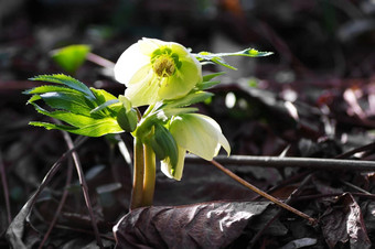 圣诞节玫瑰Helleborus<strong>尼日尔</strong>