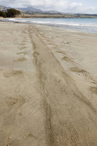 小道大象密封海洋海岸沙子