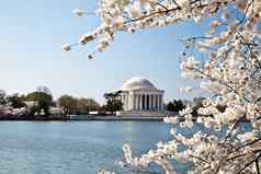 华盛顿杰佛逊纪念樱桃花朵