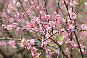 李子花开花