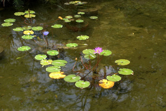 莲花池塘