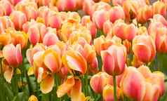 粉红色的黄色的荷兰郁金香花圃