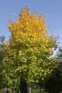 秋天未来枫木树黄色的