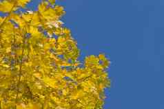 色彩斑斓的秋天黄色的叶子枫木树