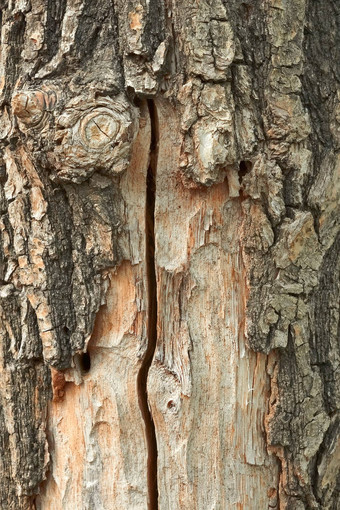 橡木树<strong>干部</strong>分衣衫褴褛的树皮