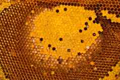 蜜蜂蜂巢细胞
