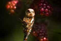 蜻蜓移民小贩brambleberries