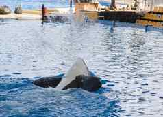 虎鲸鲸鱼orcinus虎鲸