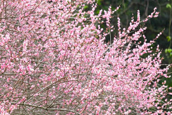 李子花开花