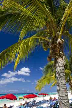 棕榈美丽的桑迪海滩色彩斑斓的雨伞