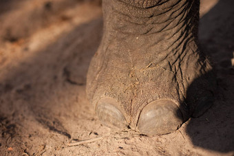 大象脚