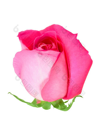 粉红色的花蕾花玫瑰