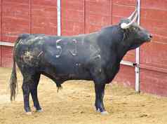 强大的牛大角西班牙语斗牛斗牛士马德里