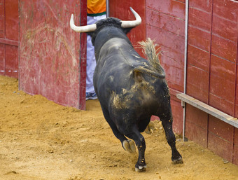 强大的牛打斗牛场障碍