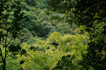 森林树冠山坡