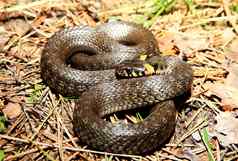 草蛇natrix欧洲无毒的蛇