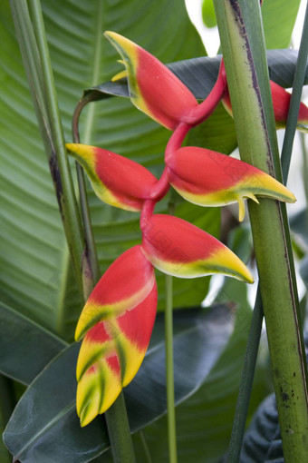 海里康属植物美丽的热带花