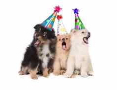 小狗唱歌快乐生日穿聚会，派对帽子