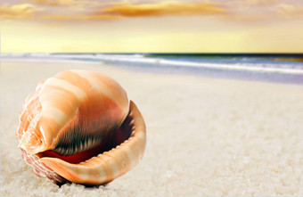 美丽的完美的形状的海壳牌桑迪海滩
