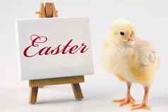 复活节鸡假期概念