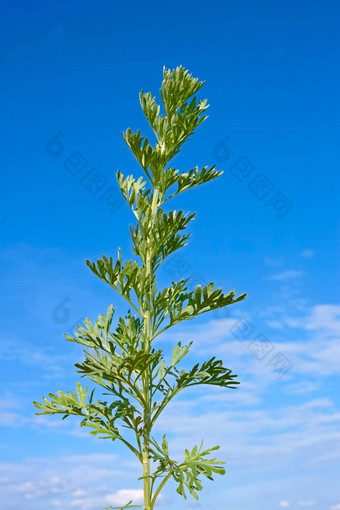 艾草植物蓝色的天空图片