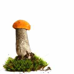 孤立的蘑菇