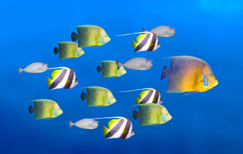 领导概念大鱼领先的学校热带鱼