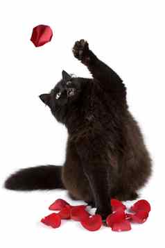 黑色的猫捕捉玫瑰花瓣孤立的