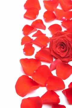 红色的玫瑰花瓣孤立的