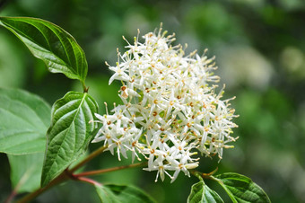 常见的<strong>山</strong>茱<strong>萸山</strong> 茱<strong>萸</strong>sanguinea