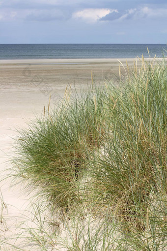 丹麦海滩沙丘草