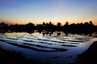 ricefield